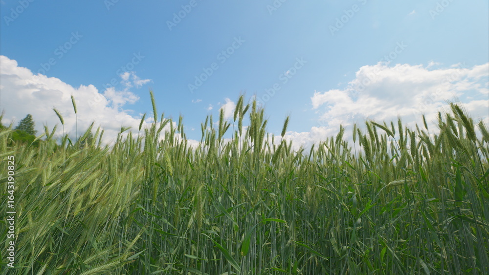 Obraz premium A Beautiful Lush Green Wheat Field Spreading Under a Bright Blue Sky Full of Clouds