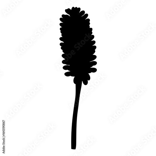 Dark silhouette of a bottle brush plant, against a white background landscape