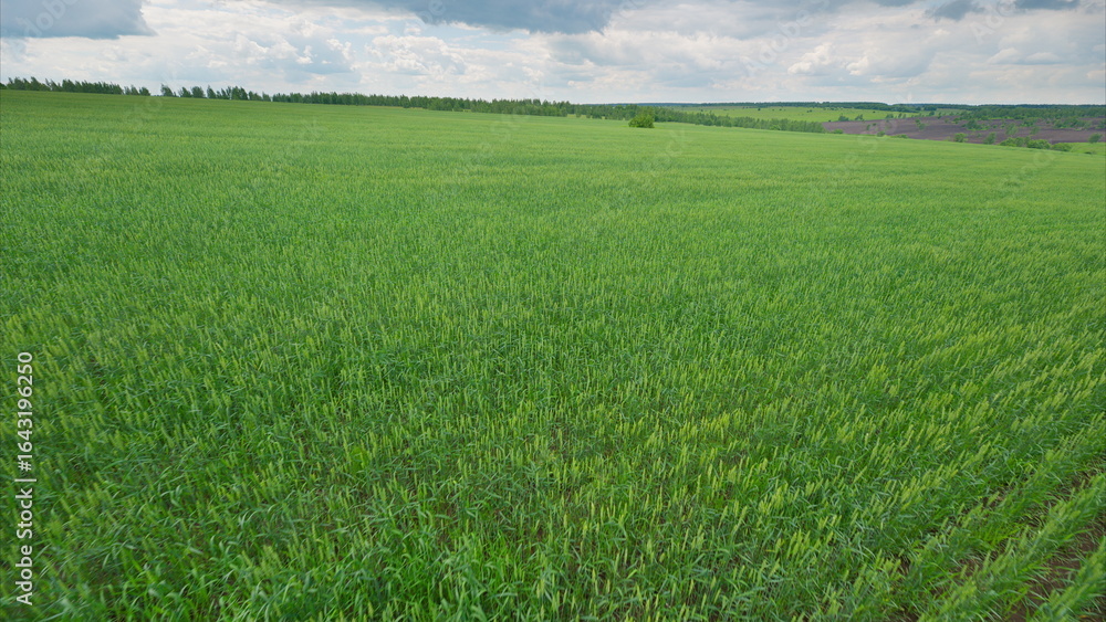 Fototapeta premium Expansive, vibrant green agricultural fields flourishing under a cloudy sky filled with beauty
