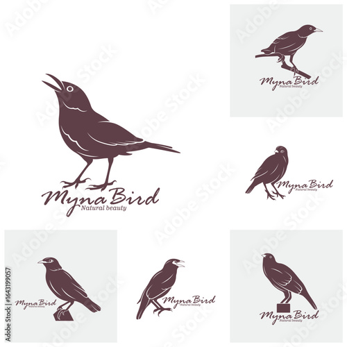 Set of Myna Bird logo design vector. Silhouette Myna Bird Template Illustration