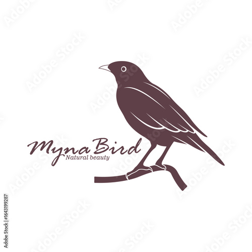 Myna Bird logo design vector. Silhouette Myna Bird Template Illustration