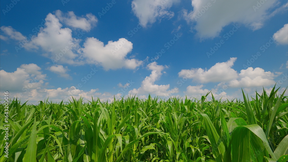 Obraz premium A Lush Green Cornfield Thriving Brightly Under a Vast and Beautiful Blue Sky Above Today