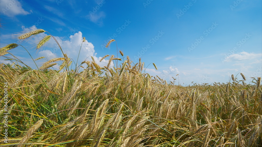Naklejka premium Golden Wheat Fields Stretching Under a Clear and Endless Blue Sky, Full of Beauty and Life
