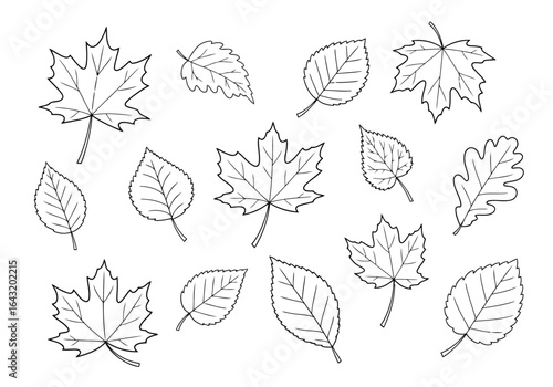 Collection of various leaf types in a simple black and white line drawing perfect for educational or design purposes