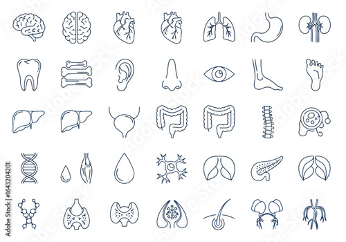 Collection of human internal organs in outline style representing medical science and anatomical study for educational and healthcare purposes