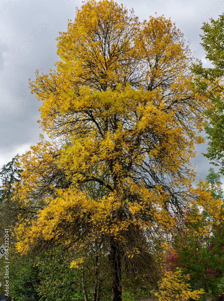 Fototapeta premium Beautiful autumn tree with vibrant yellow leaves standing tall against a cloudy sky in a serene park setting