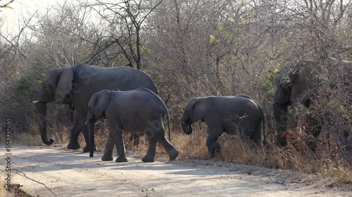  A breeding herd of African elephants walking onto the gravel road