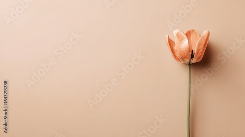 Single tulip on a beige background, embodying simplicity and elegance in floral arrangement.
