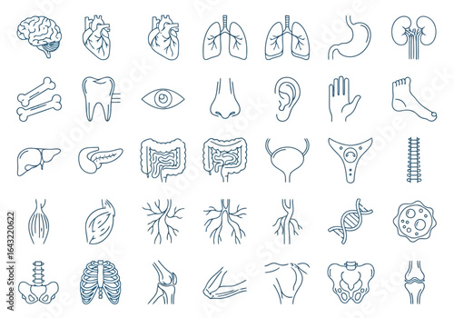 Collection of human internal organs and body parts in a simple outline style for educational or medical purposes