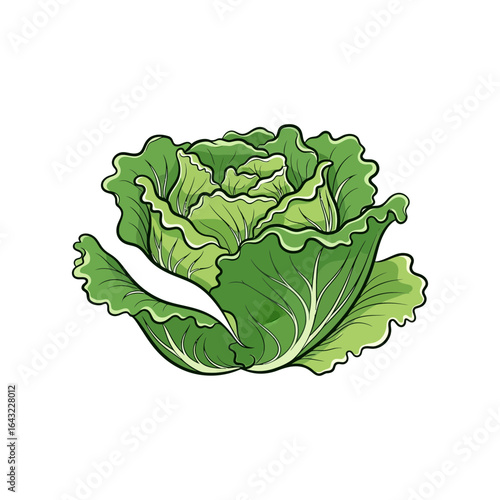 A green cabbage head is depicted with detailed leaves and shading.