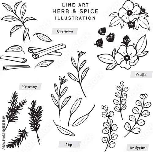 キッチンハーブとスパイスの線描きイラスト-5