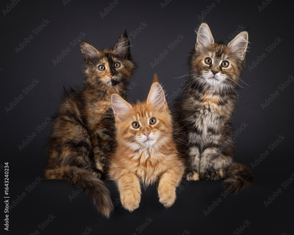 Impressive trio of Maine Coon cat kittens sitting and laying beside each other on edge. Looking straight to camera. Isolated on a black background. Impressive trio of Maine Coon cat kittens sitting and laying beside each other on edge. Looking straight to camera. Isolated on a black background.