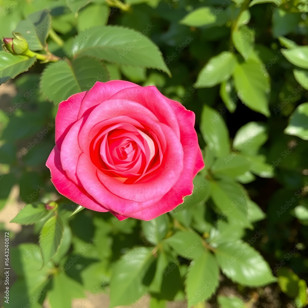 Naklejka premium Rose 'Madame Alfred Carriere'