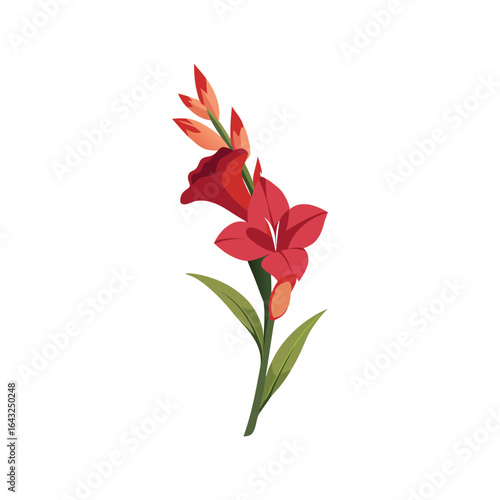 Vibrant red gladiolus flower with green leaves against a white background