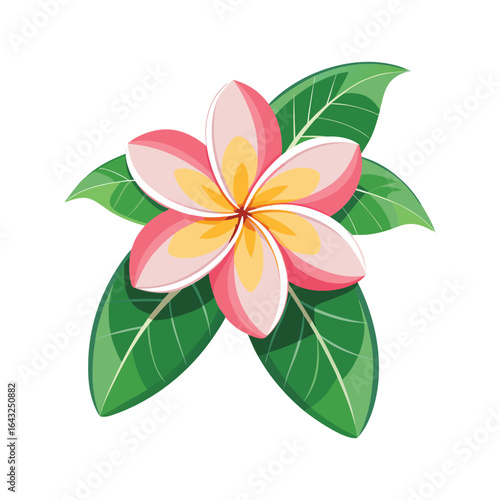 Vibrant pink and yellow frangipani flower with lush green leaves