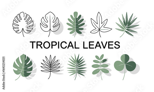 Minimalistic flat vector illustration line-art collection of various botanical leaves, tropical monstera, maple, fern, palm, clover, and simple foliage shapes, easily editable.