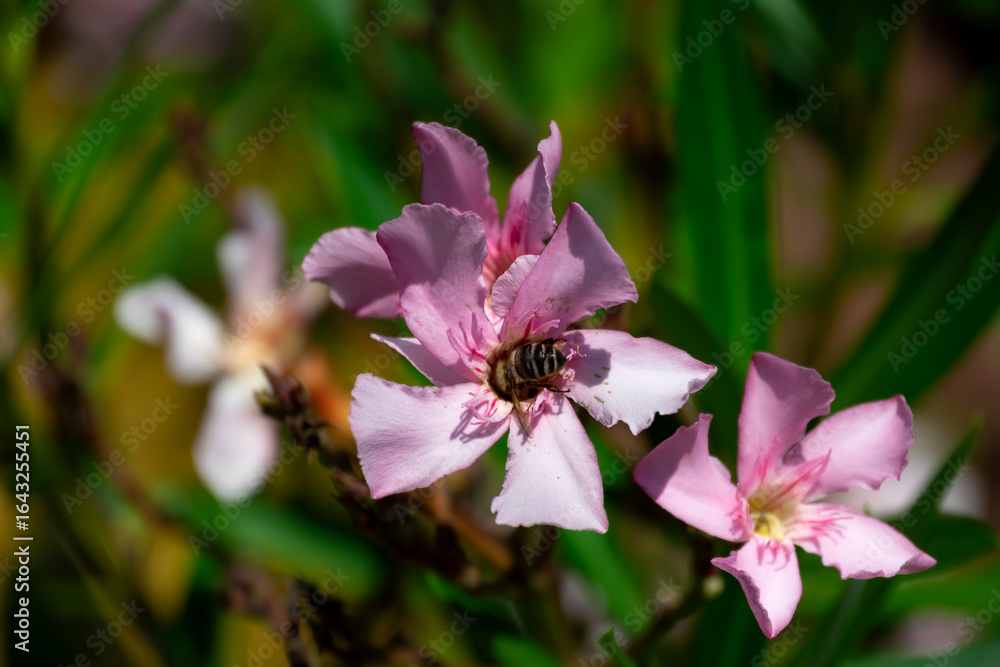 Biene auf rosa Oleanderblüte Biene auf rosa Oleanderblüte