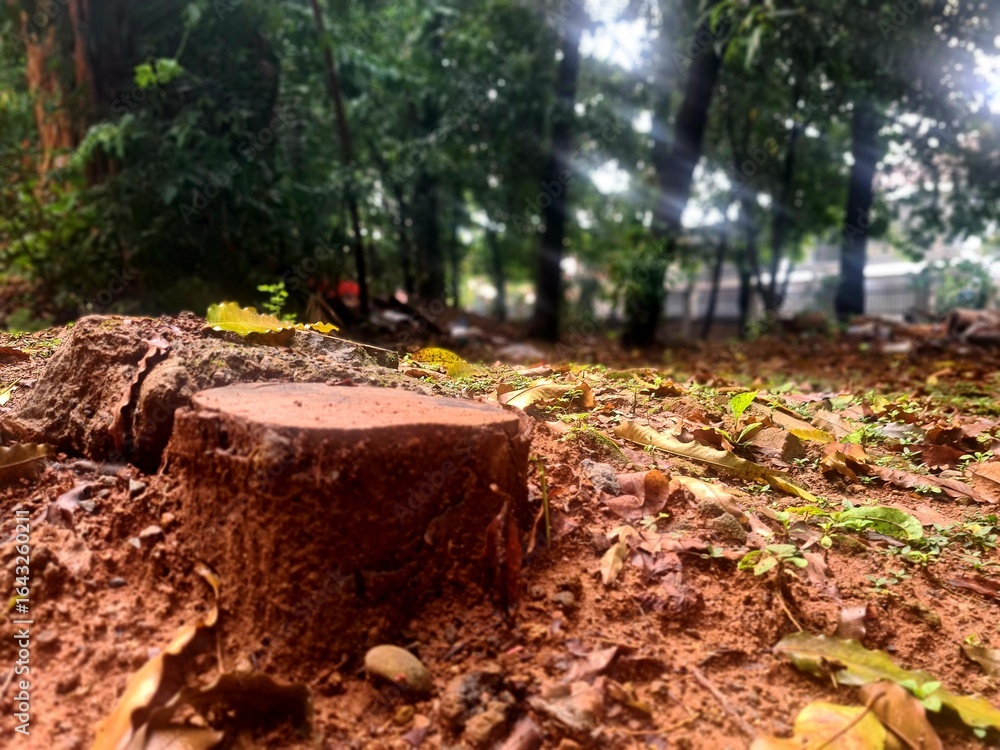 Fototapeta premium Cut tree stump on wet soil after rain