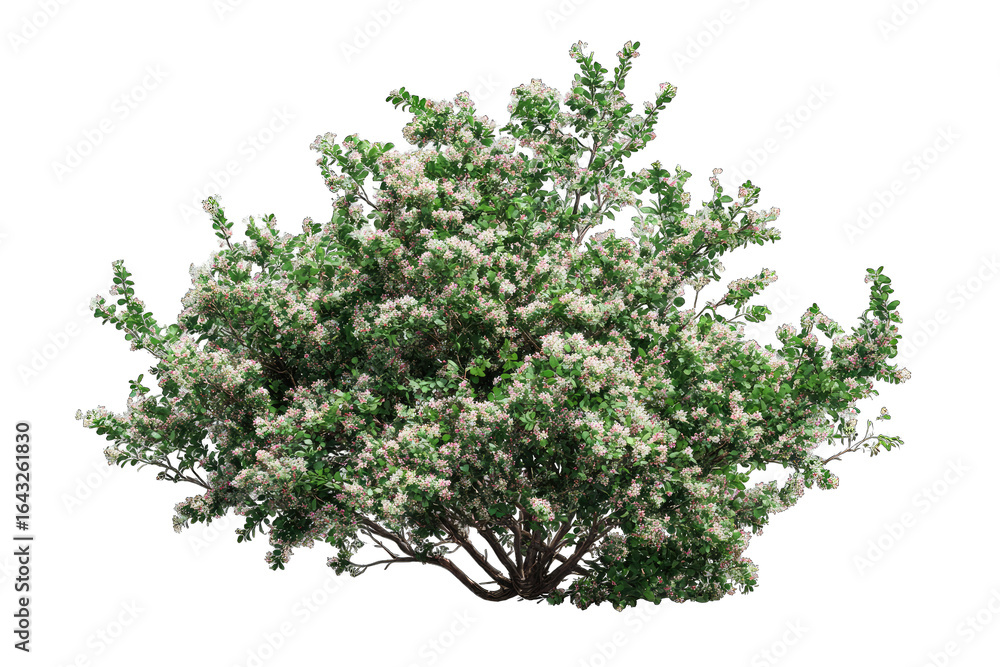 Obraz premium Dense shrub with small, pale flowers