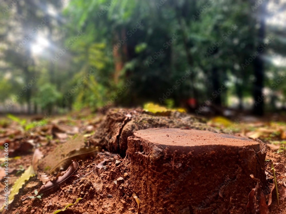 Fototapeta premium Cut tree stump on wet soil after rain
