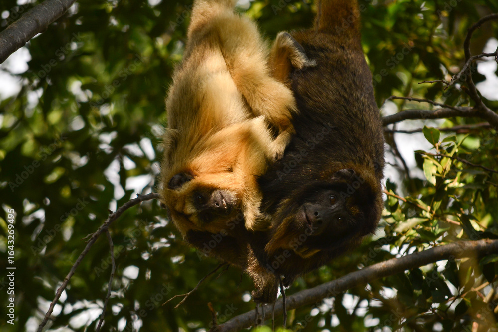 Obraz premium A pair of black howler monkeys on a tree, Pilar, Paraguay
