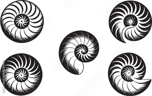 Black nautilus shell spiral patterns white
