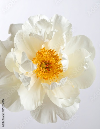 Cream peony close up