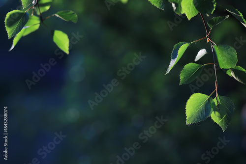 Wallpaper Mural Summer lawn against the backdrop of sunset. Torontodigital.ca