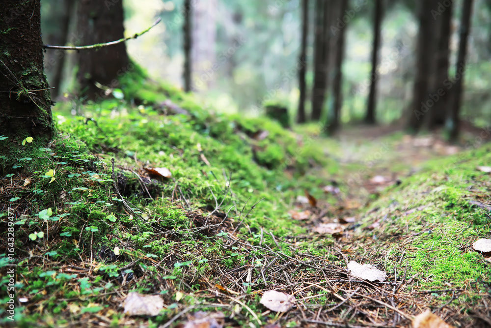 Naklejka premium city park without people on an autumn day, bright rays of the sun shine through the crowns of maple trees