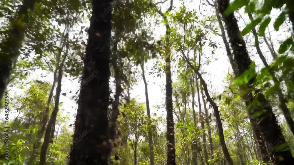 Looking Up Through Dense Forest Canopy Looking Up Through Dense Forest Canopy