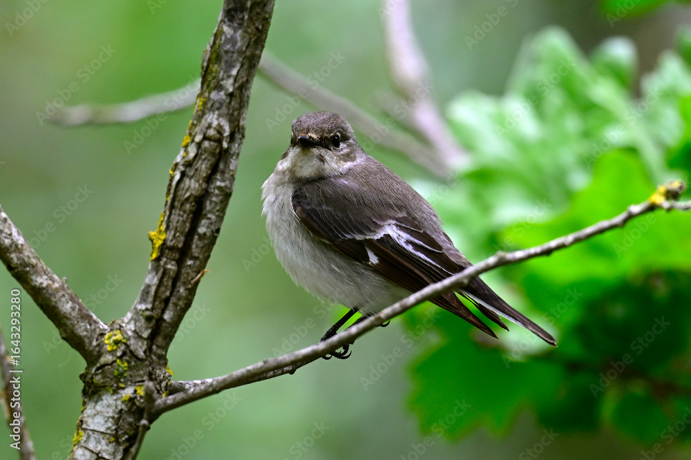 Fototapeta premium European pied flycatcher // Trauerschnäpper (Ficedula hypoleuca) 
