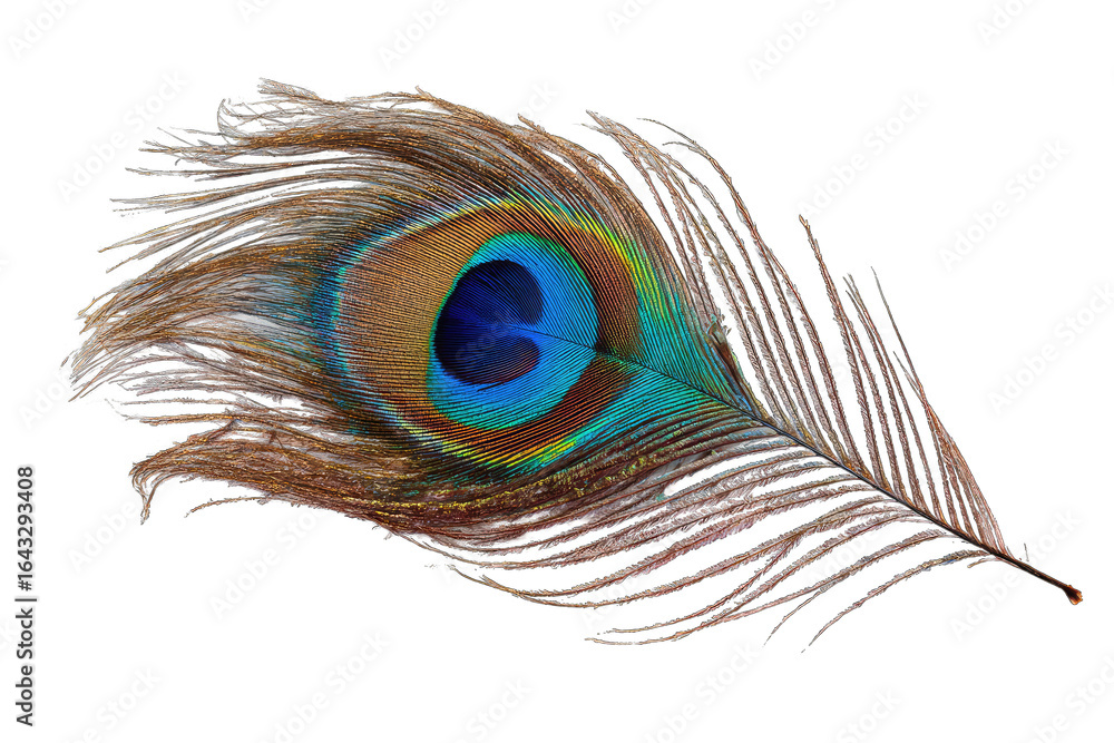 Obraz premium Vibrant peacock feather against black