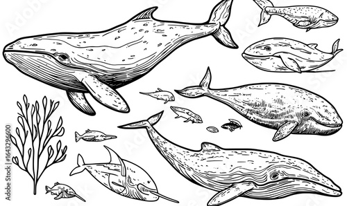 Underwater swimming marine creatures, including engraved whales, hand-drawn ocean mammals, and vintage sketches of humpback, cachalot, narwhal, beluga, and orca, make up a modern set of sea fauna and