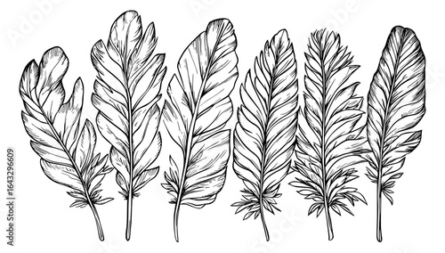 The modern black and white plumage elements set includes a hand-drawn feather, an engraved quill tattoo, a vintage drawing of old bird feathering silhouettes, and the weightless plume of a goose or a