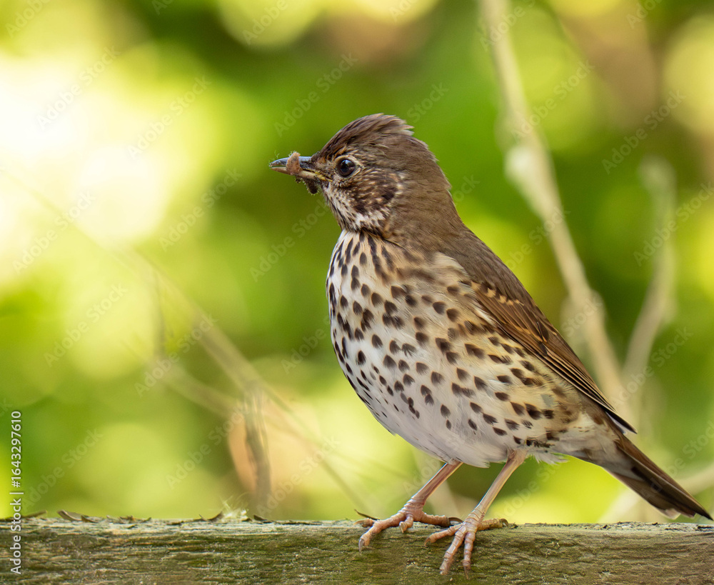 Naklejka premium sparrow on a branch