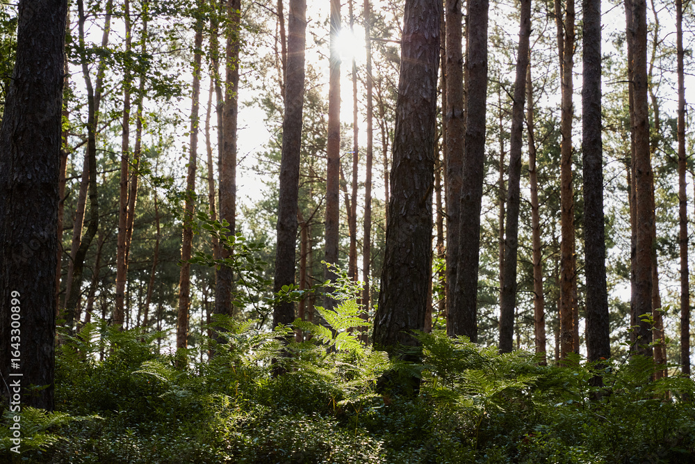 Fototapeta premium Sunlight filtering through tall pine trees in a vibrant green forest, illuminating the lush undergrowth of ferns and small plants on the forest floor.