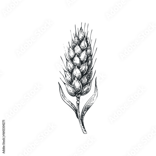 Detailed sketch of a single wheat stalk with leaves