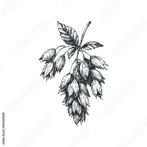 Ink sketch of hop cones and leaves on a white background