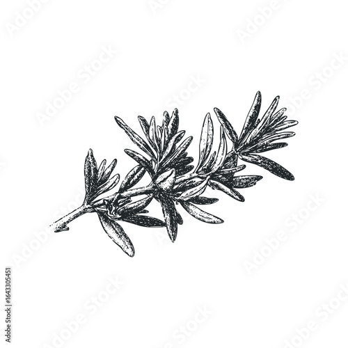 Hand drawn rosemary sprig with detailed needle leaves and stem