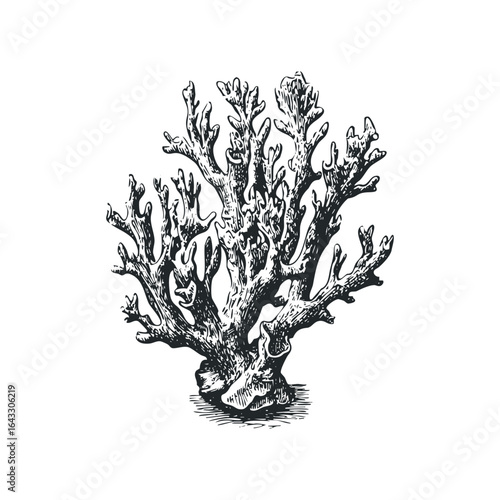 Detailed Ink Sketch of a Branching Coral Specimen