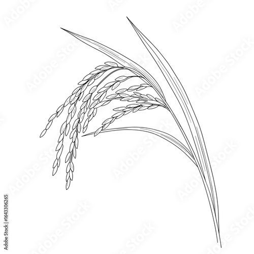 Rice cereal crop outline icon vector illustration. Line hand drawing grain plant with leaf, stalk and seeds in panicle. white background