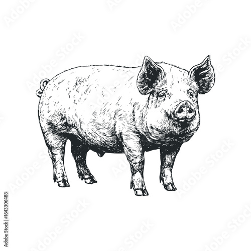 Farm Animal Pig Standing Side Profile Line Drawing