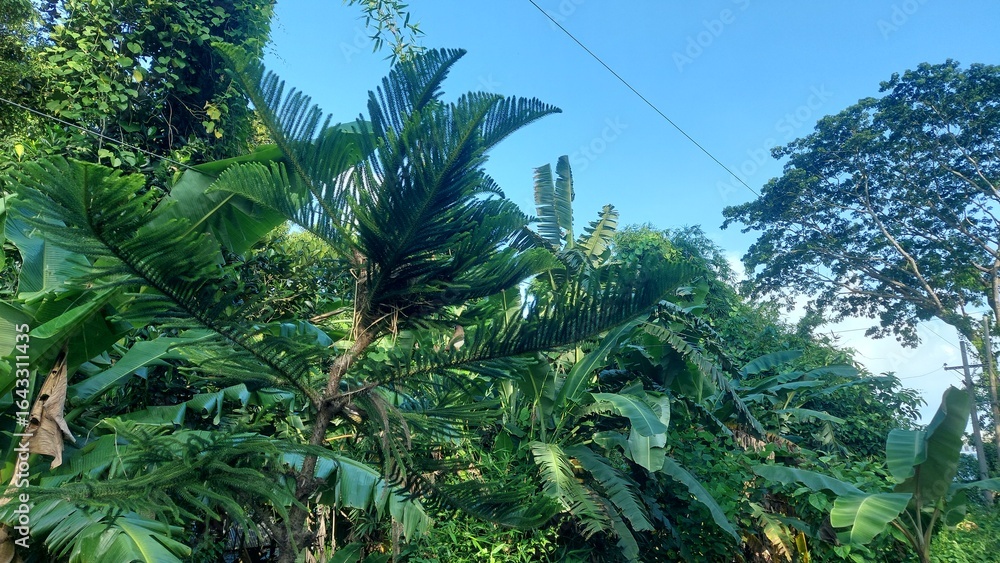 Fototapeta premium Beautiful Nature Landscape with Lush Green Trees in Peaceful Environment.