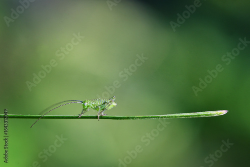 Fotografía small green baby grasshopper suborder Caelifera sitting on grass
