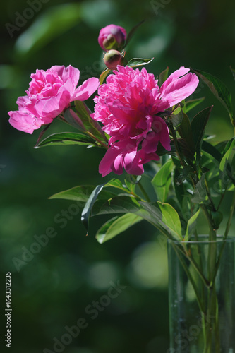 Cuadro en lienzo Pink Peony, Peonies with open flowers