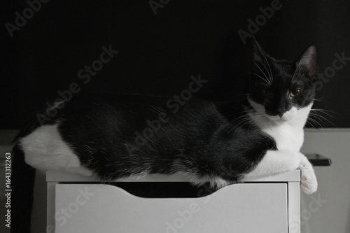 Fotografía Portrait of tuxedo cat