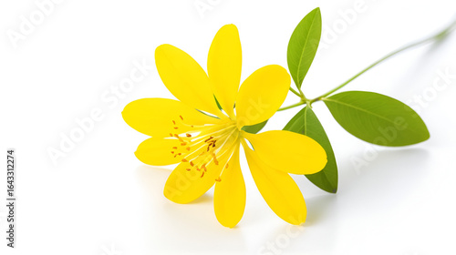 Cassia fistula flower on white background.