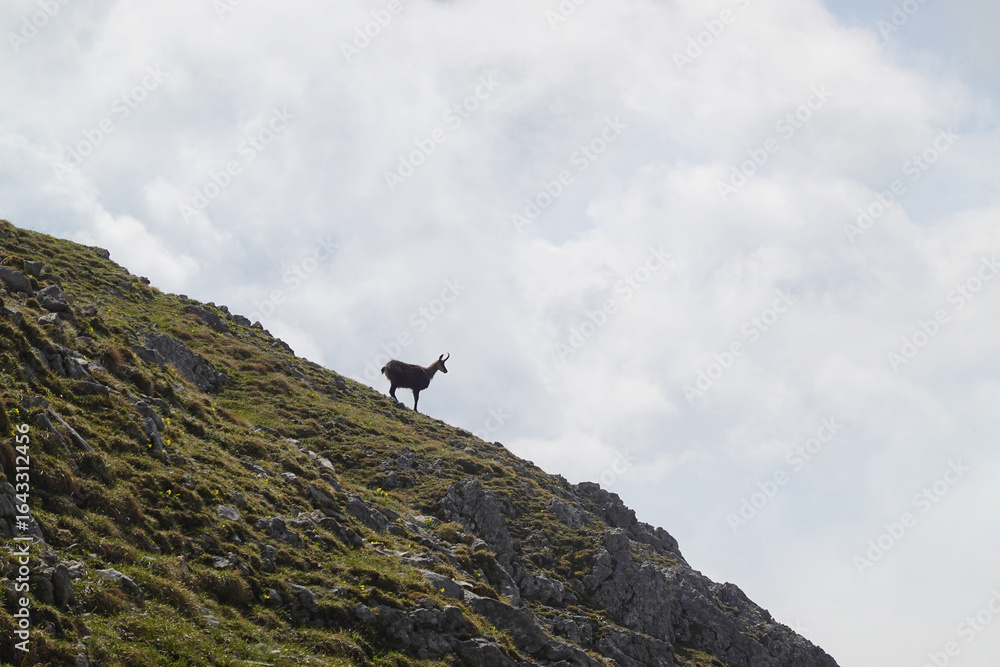 Alpine chamois in the Salzburger and the Berchtesgadener Alps, Austria Alpine chamois in the Salzburger and the Berchtesgadener Alps, Austria
