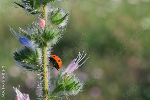Fotografía hidden ladybug on summer plant