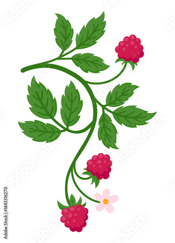Raspberry branch bearing ripe red fruit, green leaves, and delicate pink blossoms, flat illustration isolated on white. Ideal for food, botanical and summer design projects